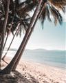 Picture of Beach Palms  _GroupedProduct_Rectangle_Portrait_Photography _GroupedProduct_Rectangle_Portrait_Unframed_Print_Only_