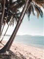 Picture of Beach Palms  _GroupedProduct_Rectangle_Portrait_Photography _GroupedProduct_Rectangle_Portrait_Unframed_Print_Only_