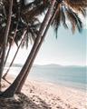 Picture of Beach Palms  _GroupedProduct_Rectangle_Portrait_Photography _GroupedProduct_Rectangle_Portrait_Unframed_Print_Only_