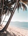 Picture of Beach Palms  _GroupedProduct_Rectangle_Portrait_Photography _GroupedProduct_Rectangle_Portrait_Unframed_Print_Only_