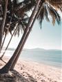 Picture of Beach Palms  _GroupedProduct_Rectangle_Portrait_Photography _GroupedProduct_Rectangle_Portrait_Unframed_Print_Only_