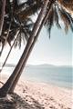Picture of Beach Palms  _GroupedProduct_Rectangle_Portrait_Photography _GroupedProduct_Rectangle_Portrait_Unframed_Print_Only_