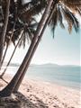 Picture of Beach Palms  _GroupedProduct_Rectangle_Portrait_Photography _GroupedProduct_Rectangle_Portrait_Unframed_Print_Only_