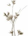 Picture of Aster Flower  _GroupedProduct_Rectangle_Portrait_Photography _GroupedProduct_Rectangle_Portrait_Unframed_Print_Only_