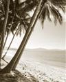 Picture of Beach Palms  _GroupedProduct_Rectangle_Portrait_Photography _GroupedProduct_Rectangle_Portrait_Unframed_Print_Only_