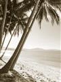 Picture of Beach Palms  _GroupedProduct_Rectangle_Portrait_Photography _GroupedProduct_Rectangle_Portrait_Unframed_Print_Only_