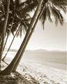 Picture of Beach Palms  _GroupedProduct_Rectangle_Portrait_Photography _GroupedProduct_Rectangle_Portrait_Unframed_Print_Only_