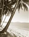 Picture of Beach Palms  _GroupedProduct_Rectangle_Portrait_Photography _GroupedProduct_Rectangle_Portrait_Unframed_Print_Only_