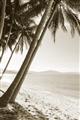 Picture of Beach Palms  _GroupedProduct_Rectangle_Portrait_Photography _GroupedProduct_Rectangle_Portrait_Unframed_Print_Only_