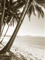 Picture of Beach Palms  _GroupedProduct_Rectangle_Portrait_Photography _GroupedProduct_Rectangle_Portrait_Unframed_Print_Only_