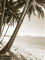 Picture of Beach Palms  _GroupedProduct_Rectangle_Portrait_Photography _GroupedProduct_Rectangle_Portrait_Unframed_Print_Only_