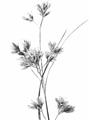 Picture of Aster Flower  _GroupedProduct_Rectangle_Portrait_Photography _GroupedProduct_Rectangle_Portrait_Unframed_Print_Only_