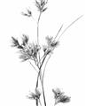 Picture of Aster Flower  _GroupedProduct_Rectangle_Portrait_Photography _GroupedProduct_Rectangle_Portrait_Unframed_Print_Only_