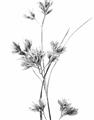Picture of Aster Flower  _GroupedProduct_Rectangle_Portrait_Photography _GroupedProduct_Rectangle_Portrait_Unframed_Print_Only_