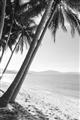 Picture of Beach Palms  _GroupedProduct_Rectangle_Portrait_Photography _GroupedProduct_Rectangle_Portrait_Unframed_Print_Only_