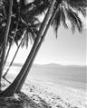 Picture of Beach Palms  _GroupedProduct_Rectangle_Portrait_Photography _GroupedProduct_Rectangle_Portrait_Unframed_Print_Only_
