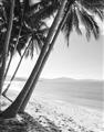 Picture of Beach Palms  _GroupedProduct_Rectangle_Portrait_Photography _GroupedProduct_Rectangle_Portrait_Unframed_Print_Only_