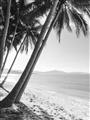 Picture of Beach Palms  _GroupedProduct_Rectangle_Portrait_Photography _GroupedProduct_Rectangle_Portrait_Unframed_Print_Only_