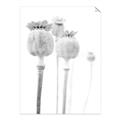 Picture of About to Bloom  _GroupedProduct_Rectangle_Portrait_Photography _GroupedProduct_Rectangle_Portrait_Unframed_Print_Only_