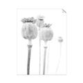 Picture of About to Bloom  _GroupedProduct_Rectangle_Portrait_Photography _GroupedProduct_Rectangle_Portrait_Unframed_Print_Only_