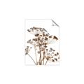Picture of Angelica Plant _GroupedProduct_Rectangle_Portrait_Unframed_Print_Only_