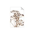 Picture of Angelica Plant _GroupedProduct_Rectangle_Portrait_Unframed_Print_Only_