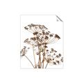 Picture of Angelica Plant _GroupedProduct_Rectangle_Portrait_Unframed_Print_Only_