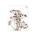 Picture of Angelica Plant _GroupedProduct_Rectangle_Portrait_Unframed_Print_Only_