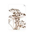 Picture of Angelica Plant _GroupedProduct_Rectangle_Portrait_Unframed_Print_Only_