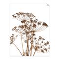 Picture of Angelica Plant _GroupedProduct_Rectangle_Portrait_Unframed_Print_Only_