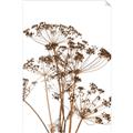 Picture of Angelica Plant _GroupedProduct_Rectangle_Portrait_Unframed_Print_Only_