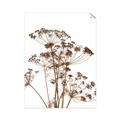 Picture of Angelica Plant _GroupedProduct_Rectangle_Portrait_Unframed_Print_Only_