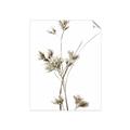Picture of Aster Flower  _GroupedProduct_Rectangle_Portrait_Photography _GroupedProduct_Rectangle_Portrait_Unframed_Print_Only_