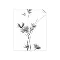 Picture of Aster Flower  _GroupedProduct_Rectangle_Portrait_Photography _GroupedProduct_Rectangle_Portrait_Unframed_Print_Only_