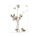 Picture of Aster Flower  _GroupedProduct_Rectangle_Portrait_Photography _GroupedProduct_Rectangle_Portrait_Unframed_Print_Only_