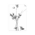 Picture of Aster Flower  _GroupedProduct_Rectangle_Portrait_Photography _GroupedProduct_Rectangle_Portrait_Unframed_Print_Only_