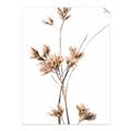 Picture of Aster Flower  _GroupedProduct_Rectangle_Portrait_Photography _GroupedProduct_Rectangle_Portrait_Unframed_Print_Only_