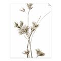 Picture of Aster Flower  _GroupedProduct_Rectangle_Portrait_Photography _GroupedProduct_Rectangle_Portrait_Unframed_Print_Only_