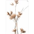 Picture of Aster Flower  _GroupedProduct_Rectangle_Portrait_Photography _GroupedProduct_Rectangle_Portrait_Unframed_Print_Only_