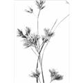 Picture of Aster Flower  _GroupedProduct_Rectangle_Portrait_Photography _GroupedProduct_Rectangle_Portrait_Unframed_Print_Only_
