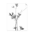 Picture of Aster Flower  _GroupedProduct_Rectangle_Portrait_Photography _GroupedProduct_Rectangle_Portrait_Unframed_Print_Only_