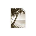 Picture of Beach Palms  _GroupedProduct_Rectangle_Portrait_Photography _GroupedProduct_Rectangle_Portrait_Unframed_Print_Only_