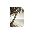 Picture of Beach Palms  _GroupedProduct_Rectangle_Portrait_Photography _GroupedProduct_Rectangle_Portrait_Unframed_Print_Only_