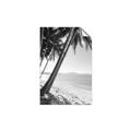 Picture of Beach Palms  _GroupedProduct_Rectangle_Portrait_Photography _GroupedProduct_Rectangle_Portrait_Unframed_Print_Only_