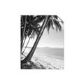 Picture of Beach Palms  _GroupedProduct_Rectangle_Portrait_Photography _GroupedProduct_Rectangle_Portrait_Unframed_Print_Only_