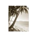 Picture of Beach Palms  _GroupedProduct_Rectangle_Portrait_Photography _GroupedProduct_Rectangle_Portrait_Unframed_Print_Only_