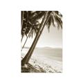 Picture of Beach Palms  _GroupedProduct_Rectangle_Portrait_Photography _GroupedProduct_Rectangle_Portrait_Unframed_Print_Only_