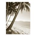 Picture of Beach Palms  _GroupedProduct_Rectangle_Portrait_Photography _GroupedProduct_Rectangle_Portrait_Unframed_Print_Only_