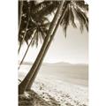 Picture of Beach Palms  _GroupedProduct_Rectangle_Portrait_Photography _GroupedProduct_Rectangle_Portrait_Unframed_Print_Only_