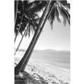 Picture of Beach Palms  _GroupedProduct_Rectangle_Portrait_Photography _GroupedProduct_Rectangle_Portrait_Unframed_Print_Only_